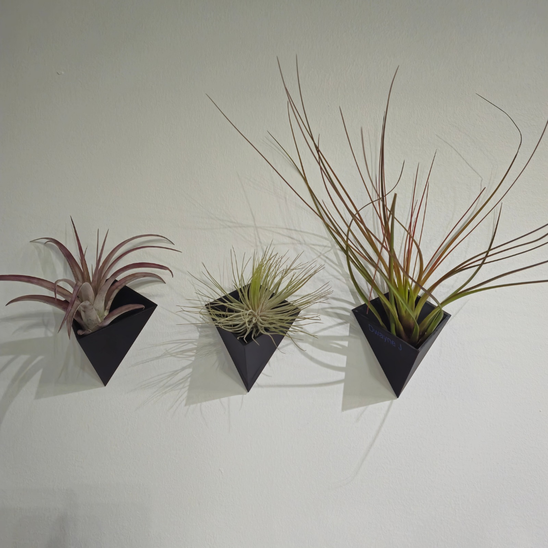 Personalized Living Air Plant